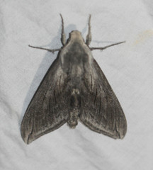Sphinx perelegans
