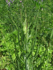 Tragopogon dasyrhynchus