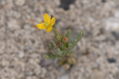 Cleomella parviflora