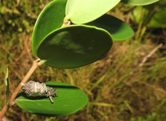 Eugenia capensis capensis