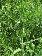 Tragopogon dasyrhynchus