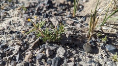 Cleomella parviflora