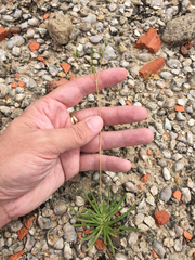 Phemeranthus calcaricus