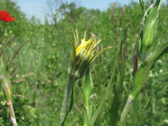 Tragopogon dasyrhynchus