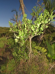 Eugenia capensis capensis