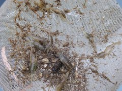 Palaemon vulgaris