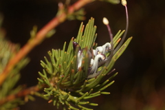 Adenanthos