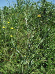 Tragopogon dasyrhynchus
