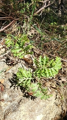 Grevillea bipinnatifida