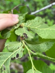 Podabrus brevicollis