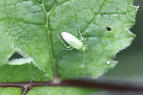 Common Green Capsid, Alkmaar, Nederland, photo 10 of 10