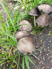 Coprinopsis romagnesiana
