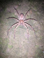 Heteropoda venatoria