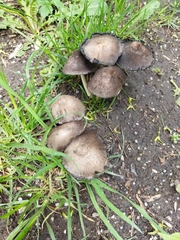 Coprinopsis romagnesiana