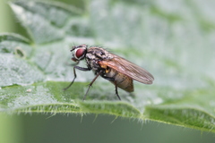 Hydrophoria lancifer