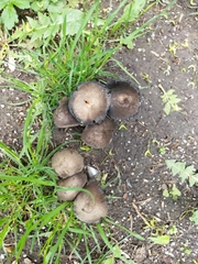 Coprinopsis romagnesiana