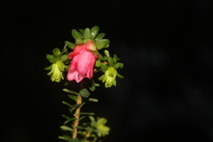 Darwinia squarrosa