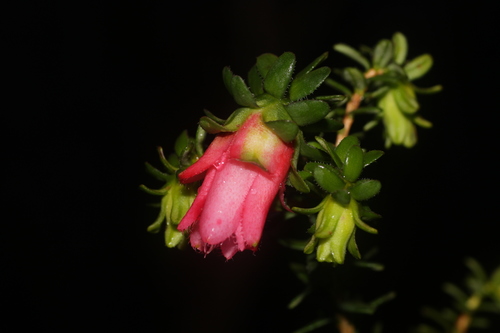 Image of Darwinia squarrosa by (c) Hugo Innes, some rights reserved (CC BY)