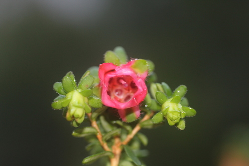 Image of Darwinia squarrosa by (c) Hugo Innes, some rights reserved (CC BY)