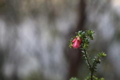 Darwinia squarrosa
