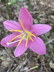 Zephyranthes robusta