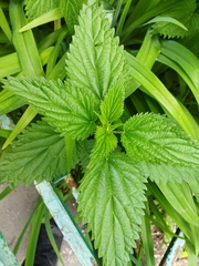 Urtica dioica