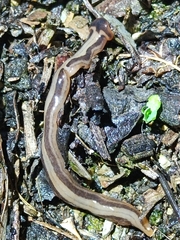 Bipalium vagum