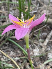 Zephyranthes robusta
