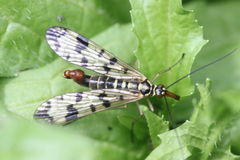 Panorpa vulgaris