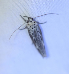 Ethmia discostrigella