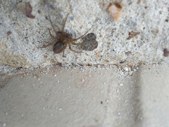 Lycosoides coarctata