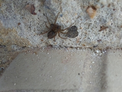 Lycosoides coarctata