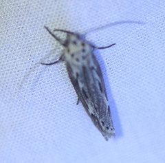 Ethmia discostrigella