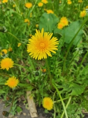 Taraxacum officinale