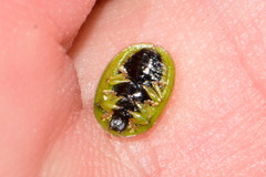 Cassida stigmatica