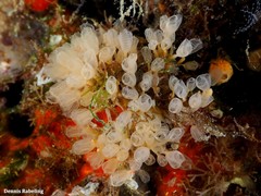 Pycnoclavella communis