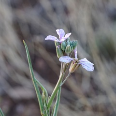 Hesperidanthus linearifolius