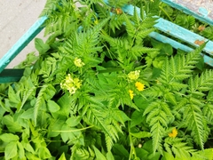 Anthriscus sylvestris