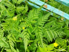 Anthriscus sylvestris