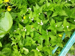 Lamium album