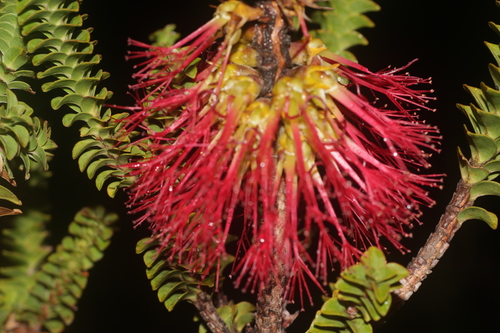 Beaufortia