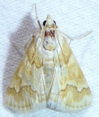 Pseudoschinia elautalis