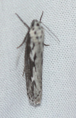 Ethmia discostrigella