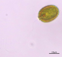 Trachelomonas hispida