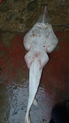 Glaucostegus younholeei