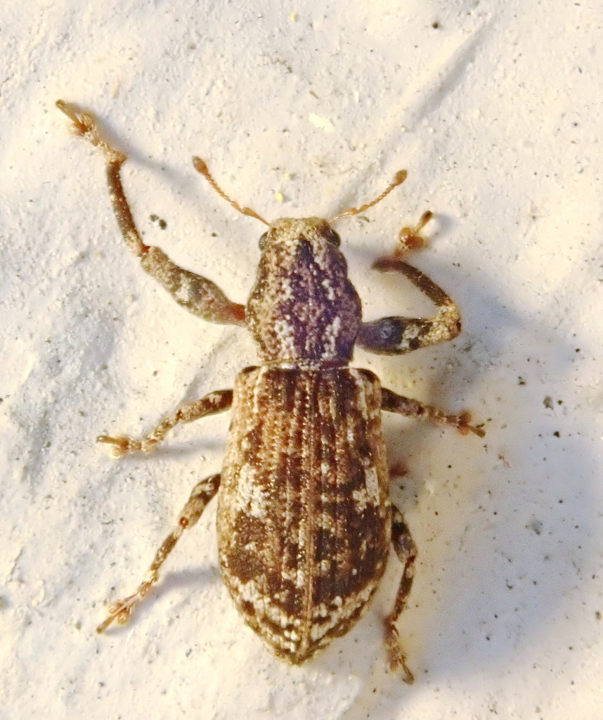 Eastern Diamond-necked Weevil