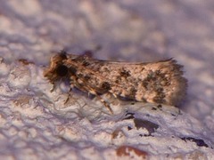 Amydria margoriella