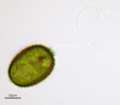 Trachelomonas hispida