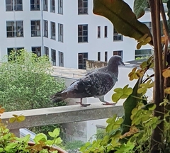 Columba livia domestica