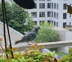 Columba livia domestica